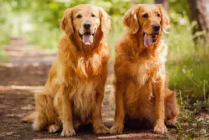 Photo №2. Mating service golden retriever. Price - 592$