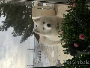 Additional photos: Purebred samoyeds, white weeds