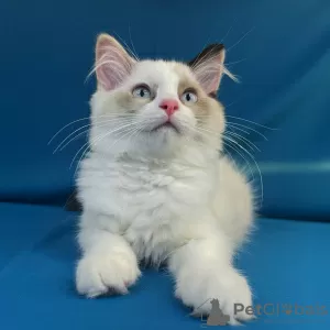 Additional photos: Ragdoll kittens