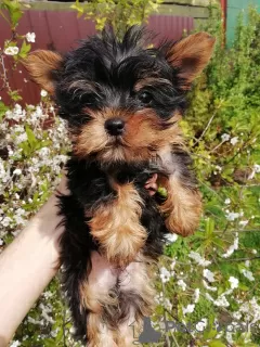 Additional photos: Yorkie baby face puppy