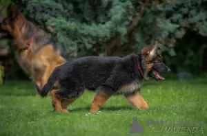 Additional photos: Gorgeous German Shepherd puppies