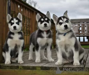 Photo №1. siberian husky - for sale in the city of Drawsko Pomorskie | 393$ | Announcement № 11230