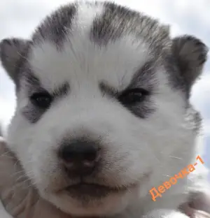 Photo №2 to announcement № 2449 for the sale of siberian husky - buy in Russian Federation from nursery