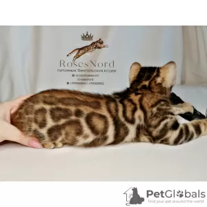 Photo №1. bengal cat - for sale in the city of Murmansk | 1792$ | Announcement № 9440