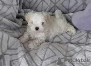 Photo №2 to announcement № 107510 for the sale of maltese dog - buy in Germany private announcement