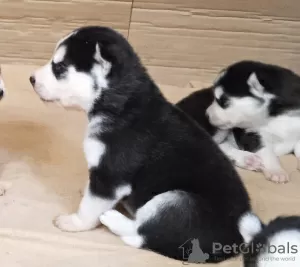 Photo №3. Husky babies. Finland