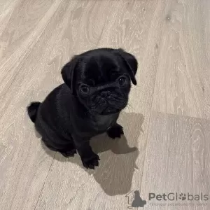 Photo №2 to announcement № 115034 for the sale of pug - buy in Russian Federation private announcement