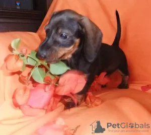 Photo №2 to announcement № 126859 for the sale of dachshund - buy in Portugal 