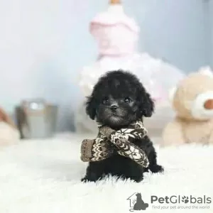 Photo №2 to announcement № 65051 for the sale of poodle (toy) - buy in Hungary private announcement