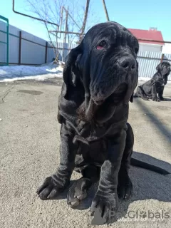 Additional photos: Neapolitan Mastiff puppies are the best