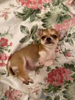 Additional photos: Chihuahua puppy