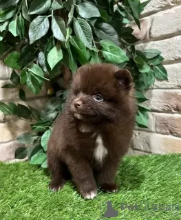 Additional photos: pomeranian puppies