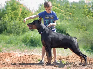 Additional photos: Dobermann puppies - Dan Smile Helgi and Adal Eskae Vangard, born on 25.08.2020.