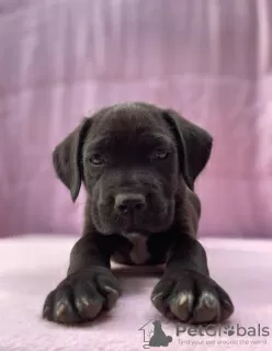 Additional photos: Cane Corso great bloodline champion puppies pedigree FCI