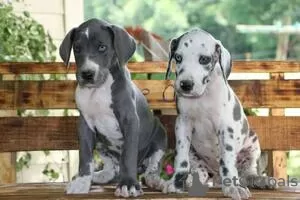 Photo №1. great dane - for sale in the city of Лювен | Is free | Announcement № 129081