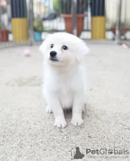 Photo №3. Japanese spitz. Germany