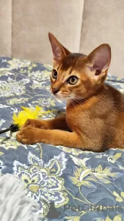 Additional photos: Elite Abyssinian kittens