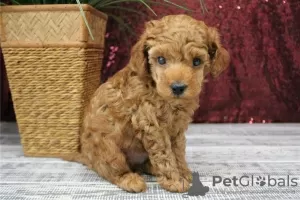 Photo №1. poodle (toy) - for sale in the city of Emden | Is free | Announcement № 130159