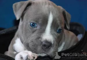 Additional photos: American Staffordshire Terrier Beautiful Puppies