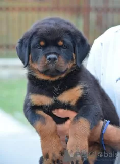 Photo №4. I will sell rottweiler in the city of Mladenovac. breeder - price - negotiated