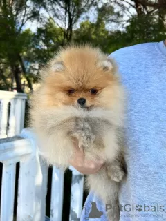 Photo №4. I will sell pomeranian in the city of Bar. from nursery - price - 1691$