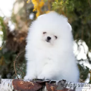 Additional photos: Absolutely Szpic Pomeranian puppies