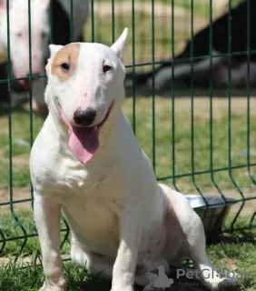 Additional photos: Miniature bull terrier puppies