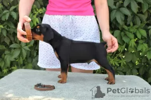 Additional photos: German Pinscher Puppies