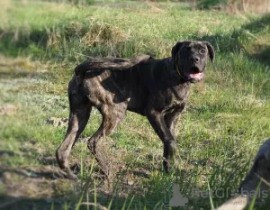 Additional photos: Cane Corso female puppy - FCI pedigree - for work and family