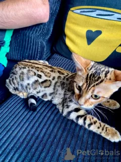 Photo №1. bengal cat - for sale in the city of Роттердам | 1538$ | Announcement № 12116