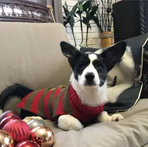 Photo №3. Girl Welsh Corgi Cardigan. Russian Federation