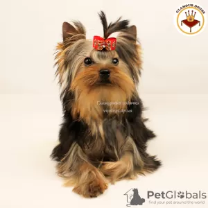 Photo №3. Purebred Yorkshire Terrier puppy. International documents of the KSU.. Ukraine