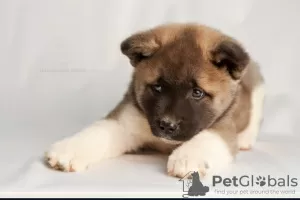 Photo №3. Breeding nursery offers puppies of different breeds. Kazakhstan