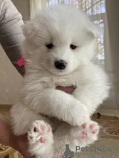 Additional photos: Purebred samoyeds, white weeds