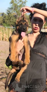 Additional photos: German shepherd puppies 2-3 months from the kennel