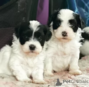 Photo №1. havanese dog - for sale in the city of Helsinki | negotiated | Announcement № 83020