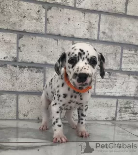 Photo №2 to announcement № 31236 for the sale of dalmatian dog - buy in Poland private announcement