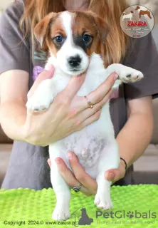 Photo №1. jack russell terrier - for sale in the city of Paniówki | 1691$ | Announcement № 107631