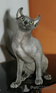 Photo №2 to announcement № 19419 for the sale of sphynx cat - buy in United Arab Emirates 