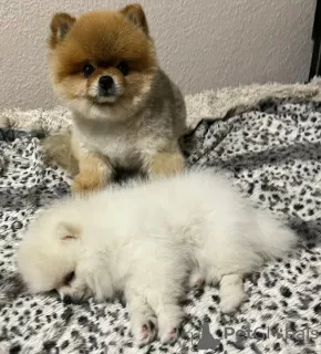 Additional photos: Pomeranian Mini Puppy