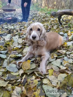 Additional photos: English cocker spaniel puppies