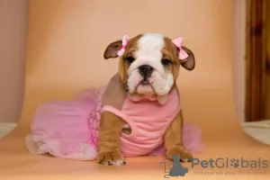 Photo №1. english bulldog - for sale in the city of Zaporizhia | 1000$ | Announcement № 8887