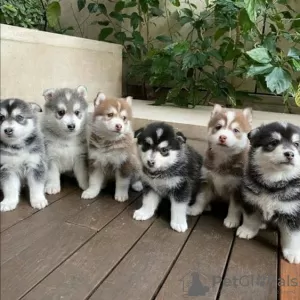 Photo №2 to announcement № 129571 for the sale of siberian husky - buy in United States private announcement