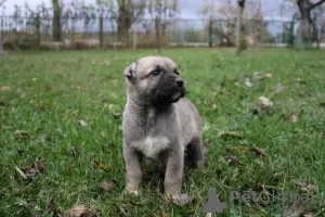 Additional photos: Turkish Kangal puppies