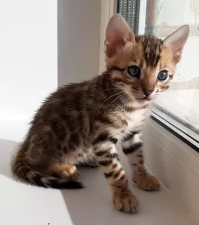 Additional photos: Bengal kittens