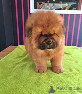 Additional photos: Chow chow puppies