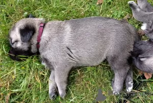 Additional photos: Kangal puppies