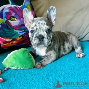 Photo №2 to announcement № 82125 for the sale of french bulldog - buy in Italy 