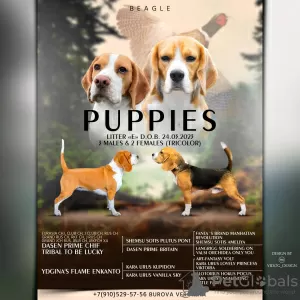 Photo №1. beagle - for sale in the city of Людиново | 586$ | Announcement № 42669