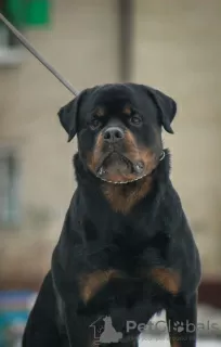 Photo №1. Mating service - breed: rottweiler. Price - negotiated